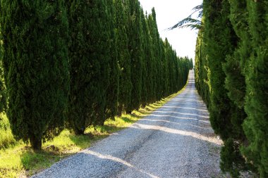 Selvi Volterra yakınlarında olan yol