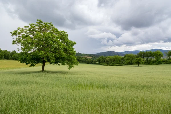 Bela paisagem e árvore solitária na Toscana — Fotografia de Stock