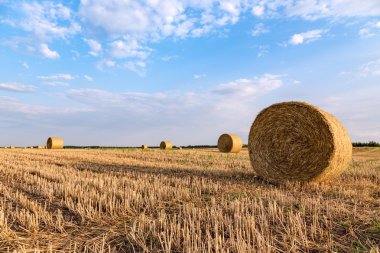 Hasattan sonra tarlada saman balyası