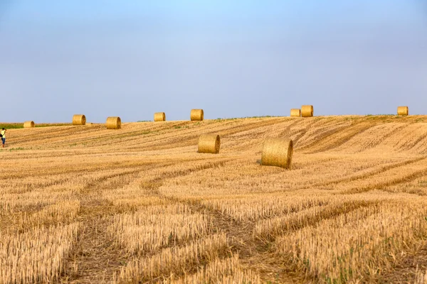 Hay bales on the field after harvest — Stock Photo, Image