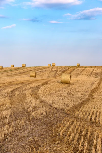 Balle di fieno sul campo dopo il raccolto — Foto Stock