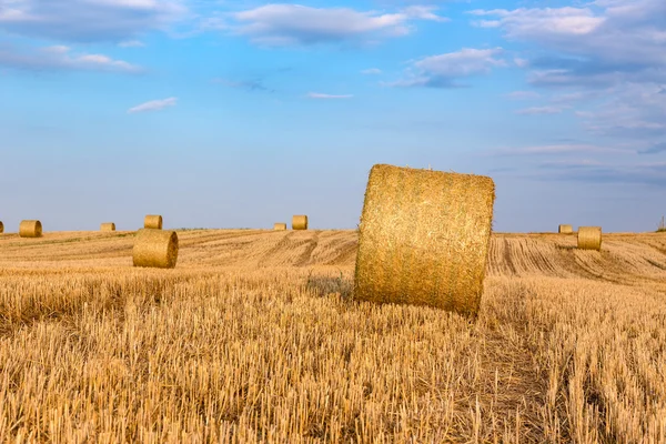 Hay bales on the field after harvest — Stock Photo, Image