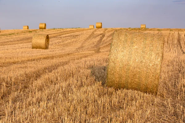 Hay bales on the field after harvest — Stock Photo, Image