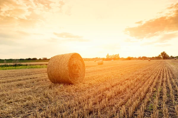 Hasattan sonra tarlada saman balyası