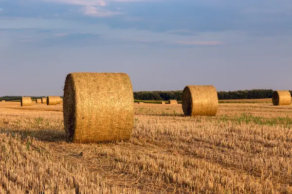 Hay bales on the field after harvest — Stock Photo, Image