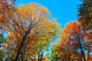 Transilvanya sonbahar ormanda