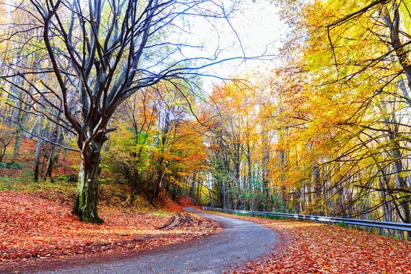 Bunter und heller Herbstwald — Stockfoto