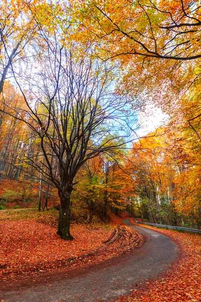 Bunter und heller Herbstwald — Stockfoto