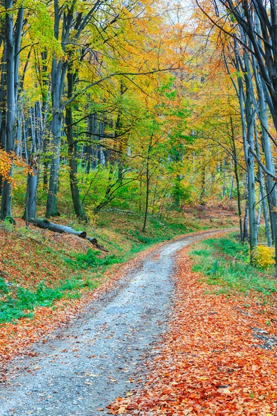 Färgglada och ljusa hösten skogen — Stockfoto