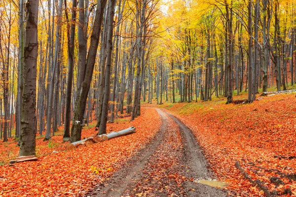 Kleurrijk en heldere herfst bos — Stockfoto