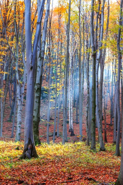 Φθινοπωρινό δάσος στην Τρανσυλβανία — Φωτογραφία Αρχείου