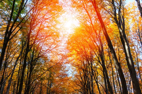 Осенний лес в Трансильвании — стоковое фото