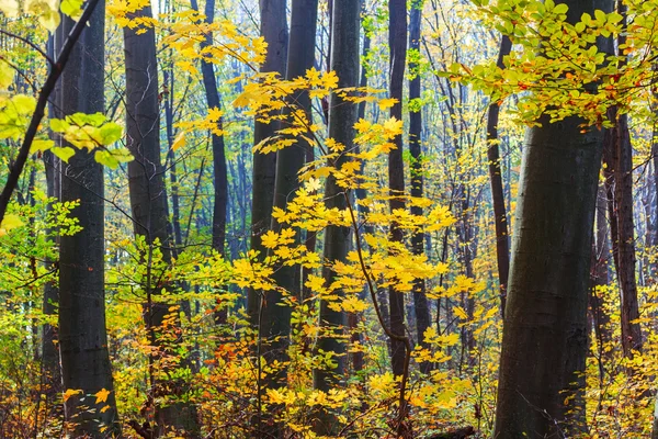 Őszi erdő Erdélyben — Stock Fotó