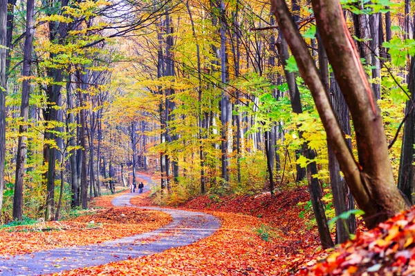 Floresta de outono colorida e brilhante — Fotografia de Stock