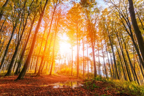 Hösten skogen i Transsylvanien — Stockfoto