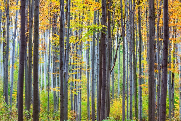 Forêt d'automne en Transylvanie — Photo