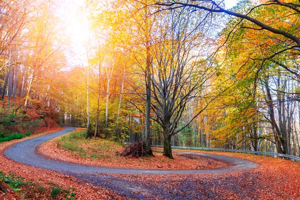 Foresta autunnale colorata e luminosa — Foto Stock