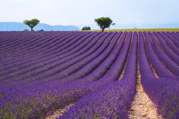 在 Valensole.France 附近的薰衣草花田 — 图库照片