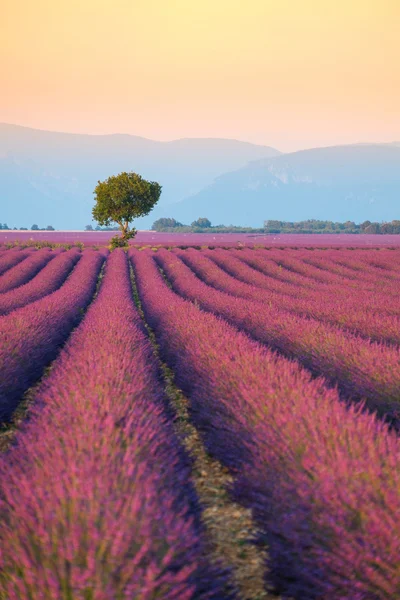 在 Valensole.France 附近的薰衣草花田 — 图库照片