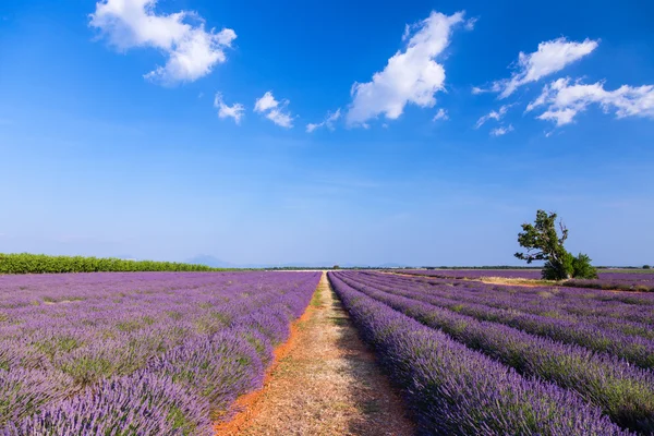 Lavendelfält nära Valensole.France — Stockfoto