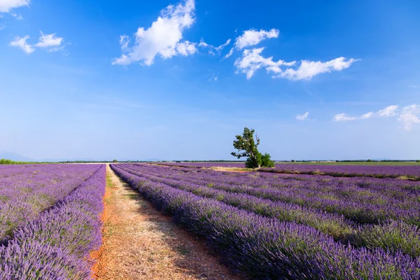Lavendel veld in de buurt van Valensole.France — Stockfoto