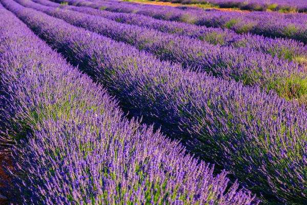 Lavender rows in Valensole — Stock Photo, Image