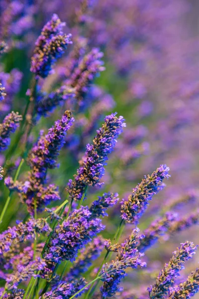 Blommande lila lavendel ört — Stockfoto
