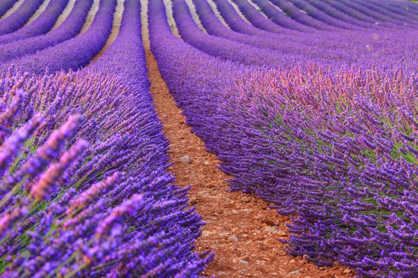 Lavender rows in Valensole — Stock Photo, Image