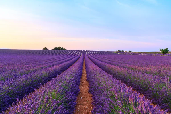 Fantastiska landskap med lavendel fält vid solnedgången — Stockfoto