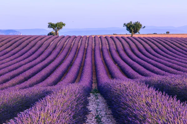 在 Valensole.France 附近的薰衣草花田 — 图库照片