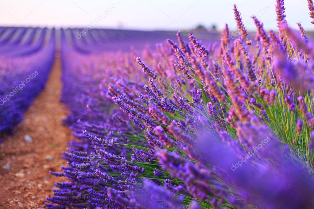 Lavender rows in Valensole