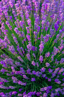 Macaristan, Tihany 'deki lavanta tarlası