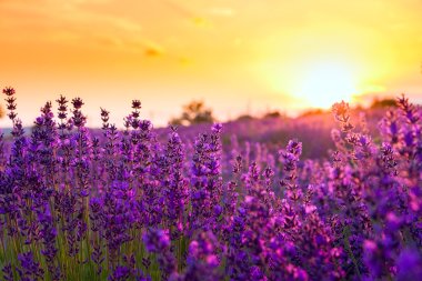 Lavender field in Tihany, Hungary clipart