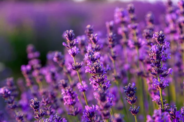 Campo de lavanda en Tihany, Hungría — Foto de Stock