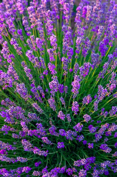 Lavender field in Tihany, Hungary — Stock Photo, Image