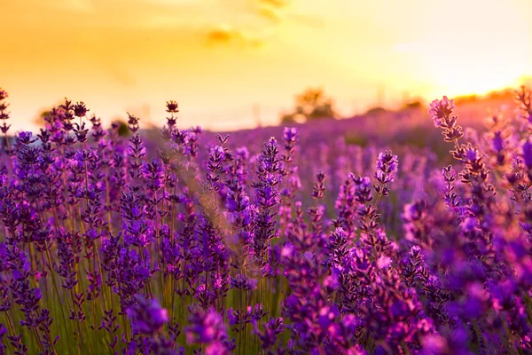 Campo de lavanda en Tihany, Hungría — Foto de Stock