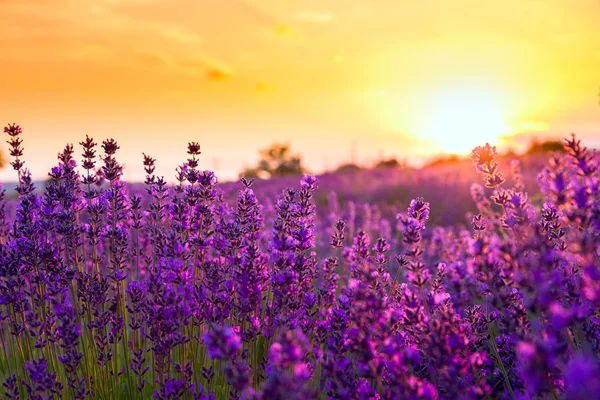 Lavender field in Tihany, Hungary — Stock Photo, Image