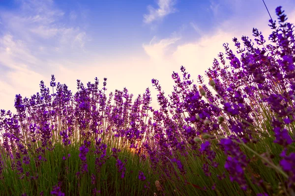 Lavender field in Tihany, Hungary — Stock Photo, Image