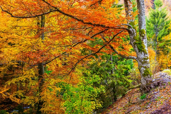 Kleurrijk en heldere herfst bos — Stockfoto