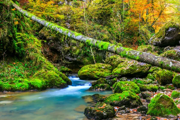 Ruisseau profond dans la forêt de montagne en Transylvanie — Photo