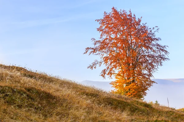 Lever de soleil magique avec arbre — Photo