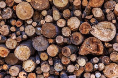 Kurumuş odun yığını