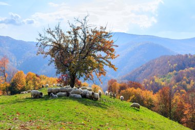  sonbahar manzarası, koyun, shepard köpek
