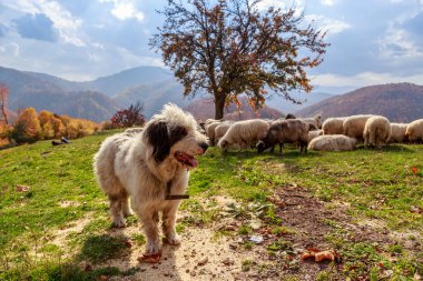 köpekler koyun Dağı mera üzerinde koruyun