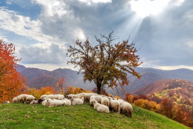  Autumn landscape, sheep, shepard dog clipart
