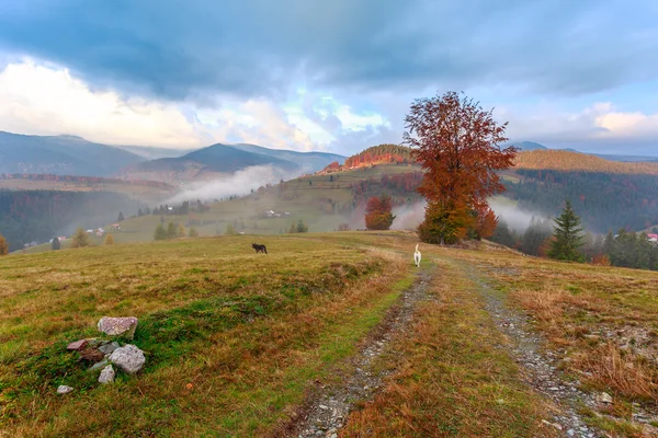 Mlhavé ráno v Transylvánii — Stock fotografie