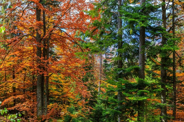 Colorful and bright autumn forest — Stock Photo, Image