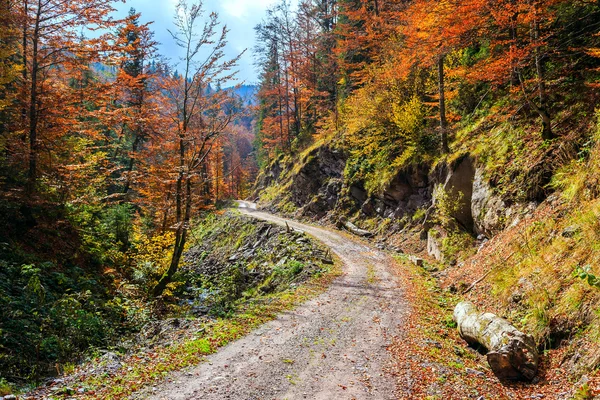 Herbstwald — Stockfoto