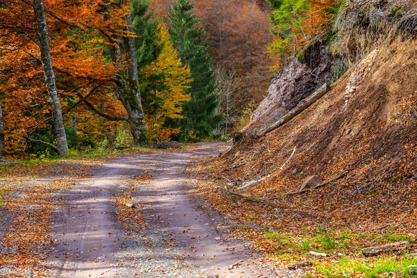 Herfstbos — Stockfoto