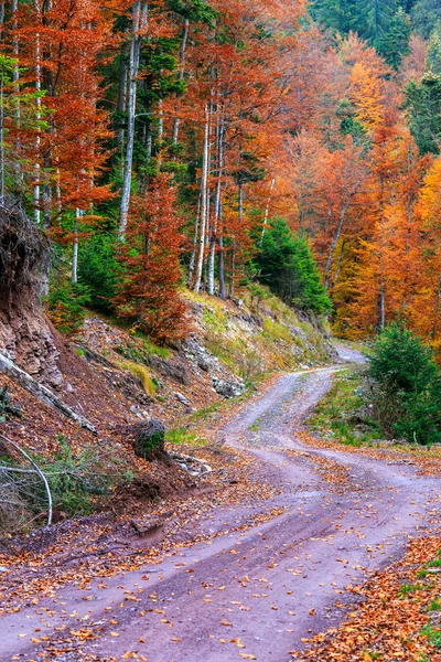 Herfstbos — Stockfoto